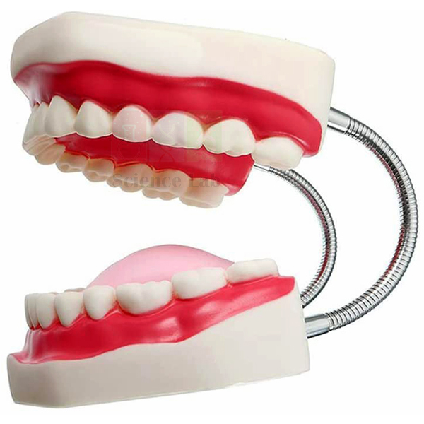 Human Teeth Model